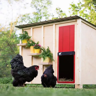 Avtomatska XXL vrata za kokošnjak RUN-CHICKEN, Giant - slika 11