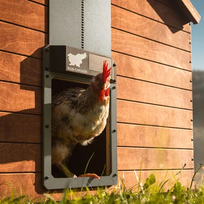 Avtomatska SOLARNA vrata za kokošnjak RUN-CHICKEN, Eternal
