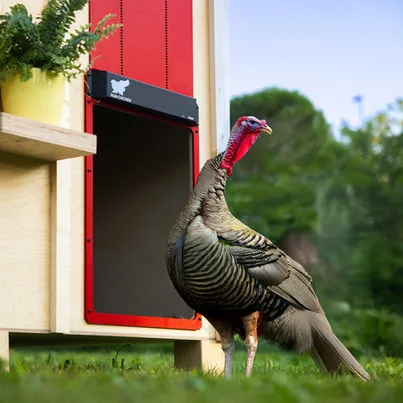 Avtomatska XXL vrata za kokošnjak RUN-CHICKEN, Giant