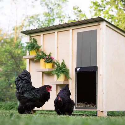 Avtomatska XXL vrata za kokošnjak RUN-CHICKEN, Giant - slika 13