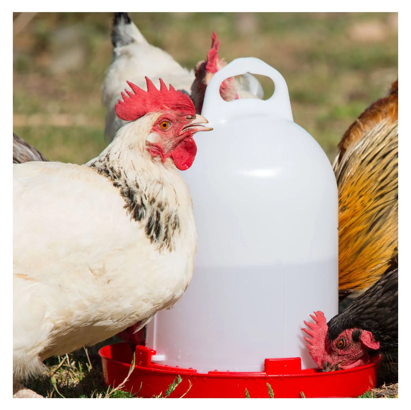 Napajalnik za perutnino z zatiči, 1,5L - slika 4