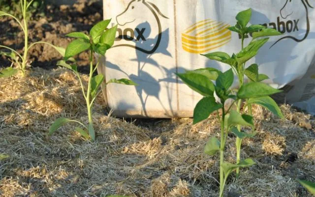 Slama Lenabox - slika 10